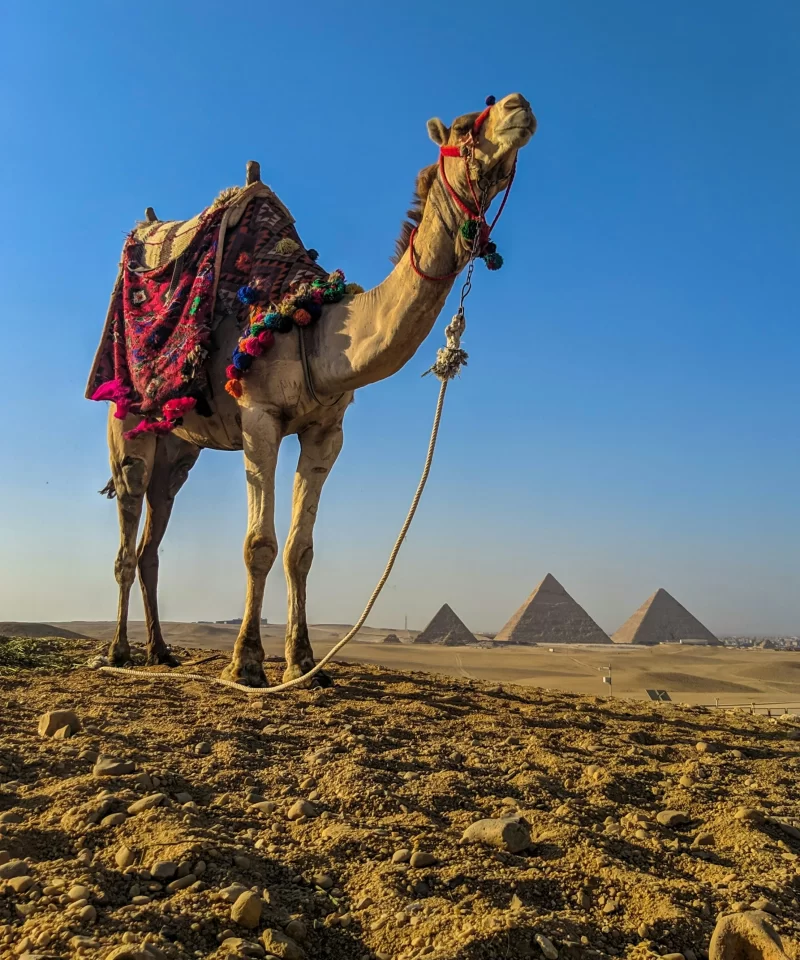 full day tour to giza pyramids memphis and sakkara